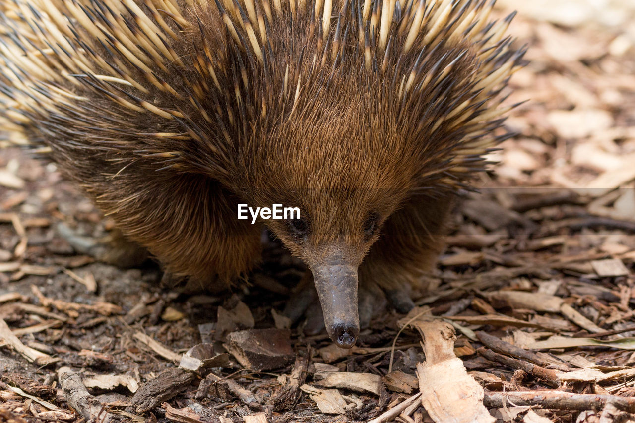 Close-up of echidna on field