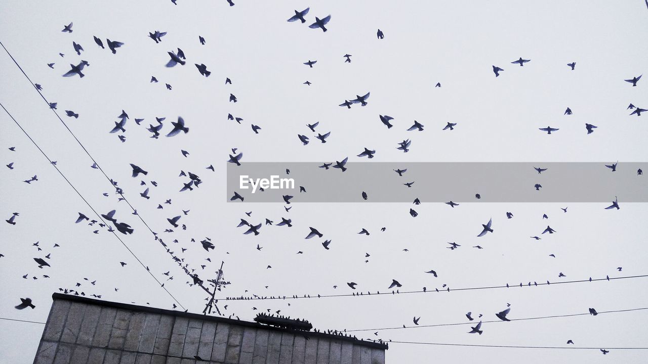 Flock of birds flying in clear sky