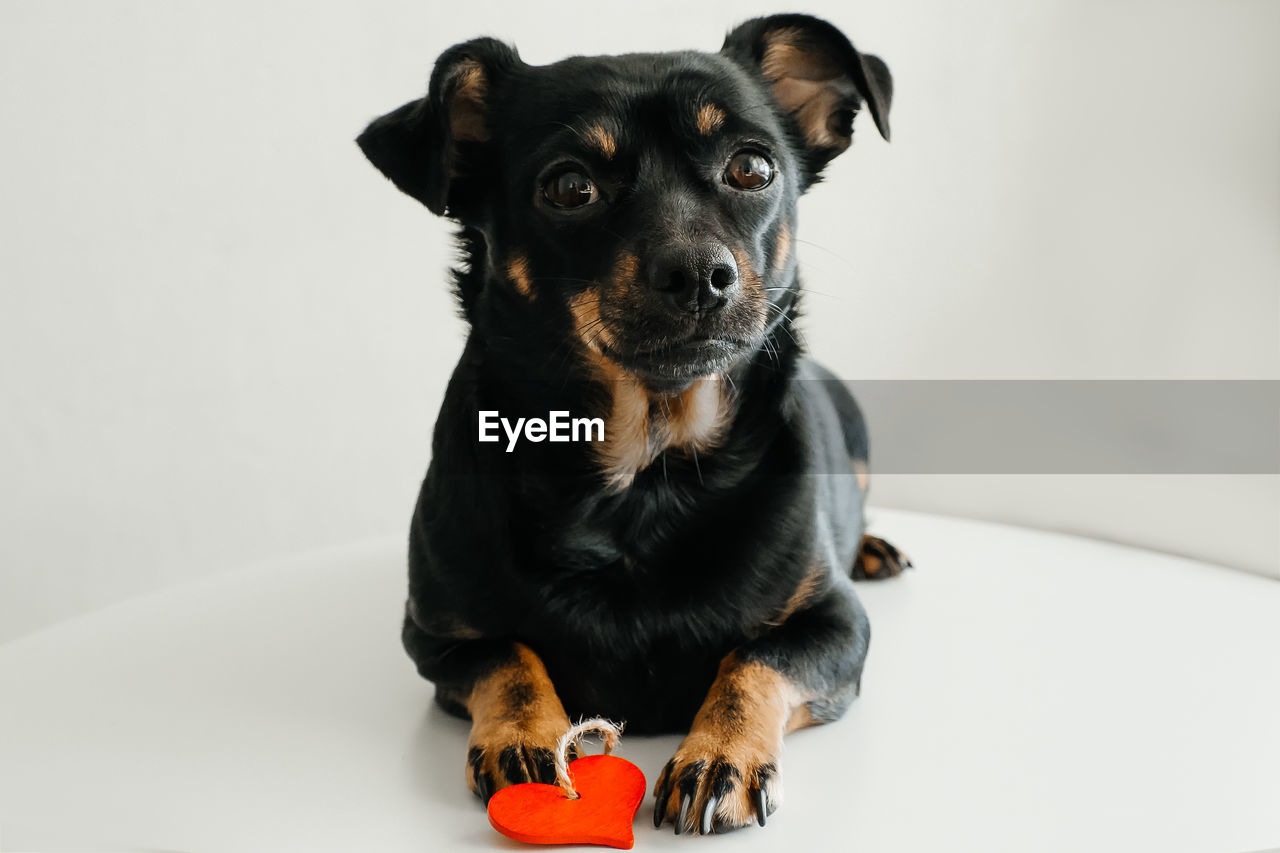 PORTRAIT OF BLACK DOG SITTING ON FLOOR