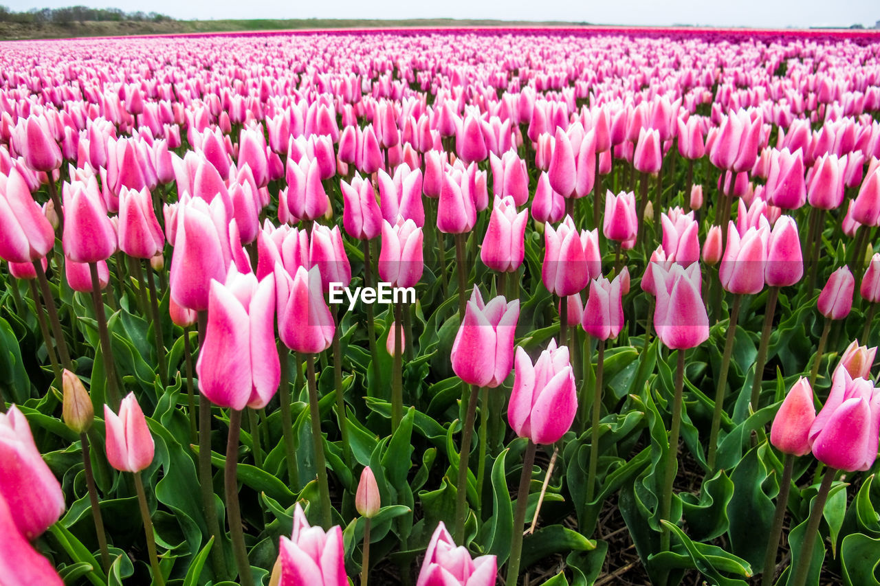 CLOSE-UP OF PINK CROCUS BLOOMING IN FIELD