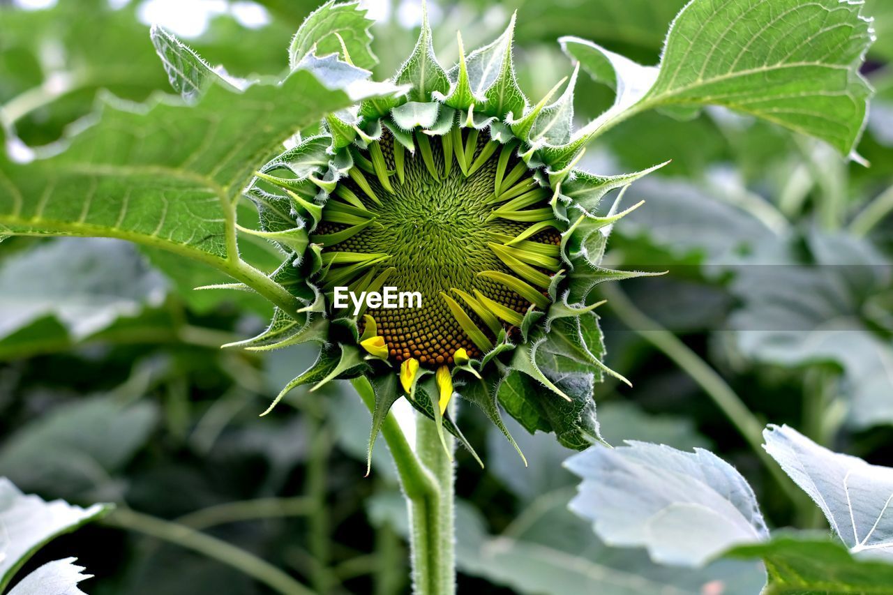 Close-up of sunflower bud growing outdoors