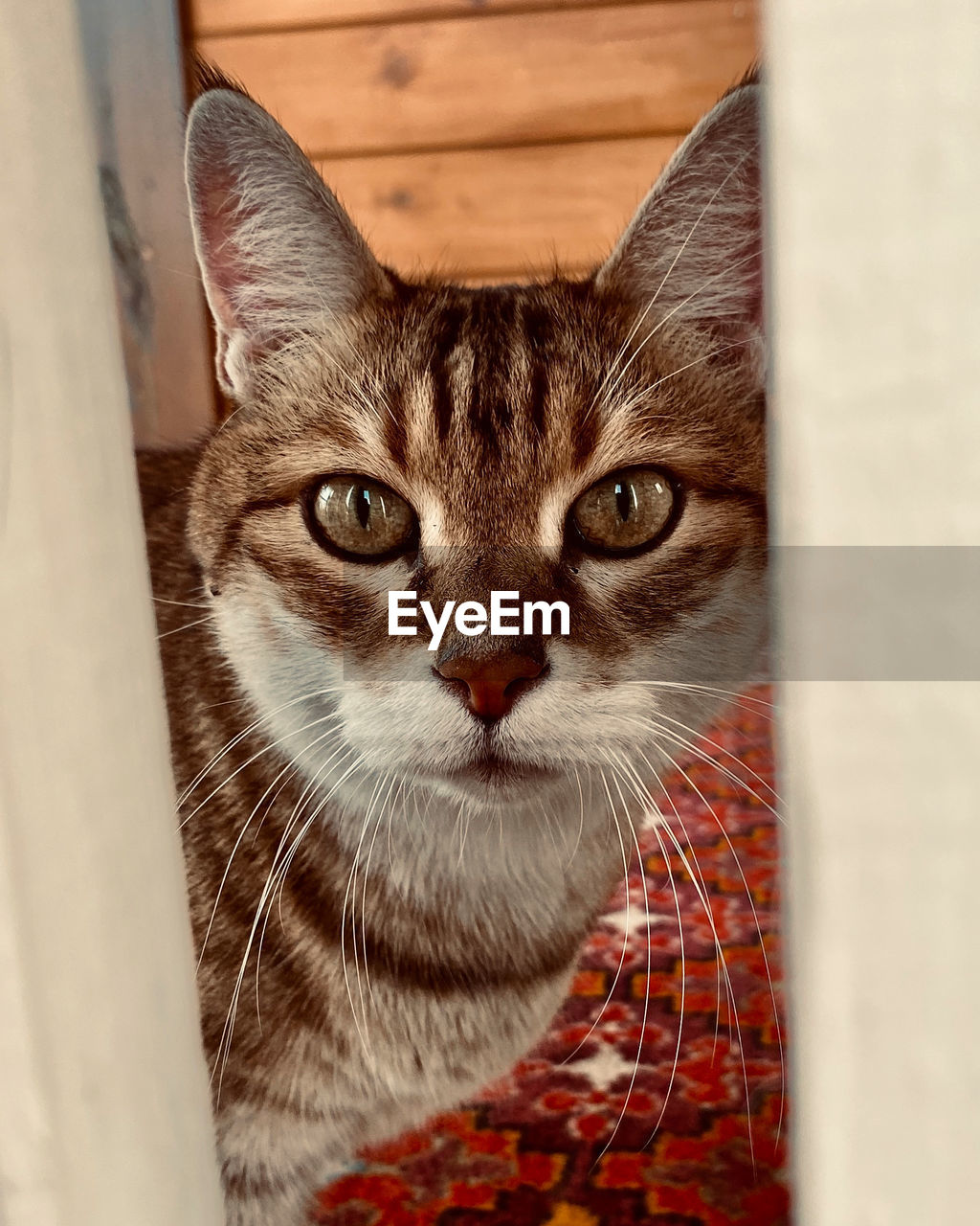 CLOSE-UP PORTRAIT OF TABBY CAT LOOKING AT HOME