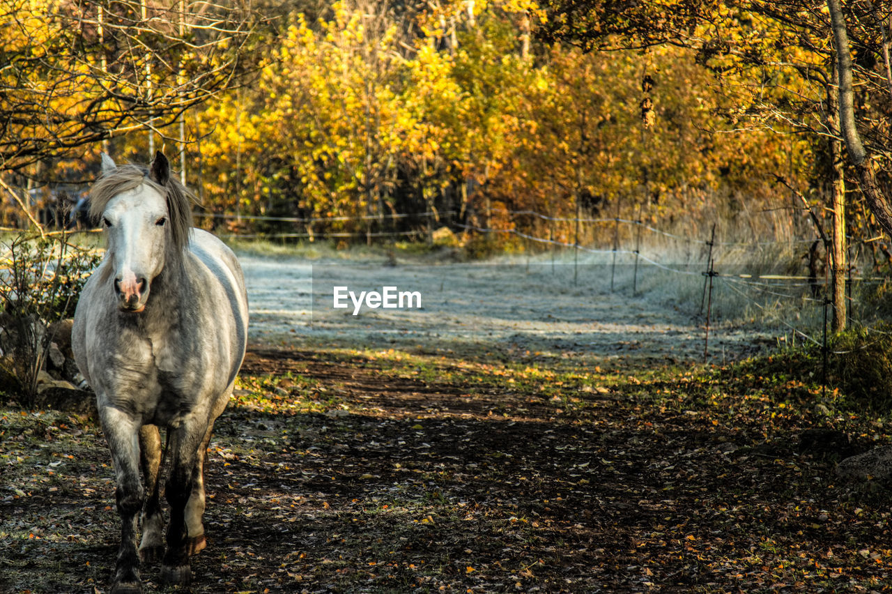 Horse standing on field during autumn