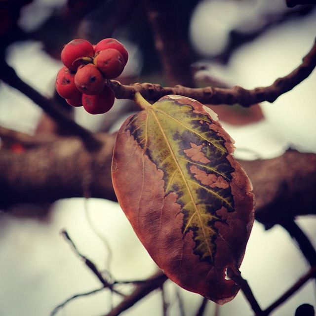 CLOSE-UP OF RED LEAVES ON TREE