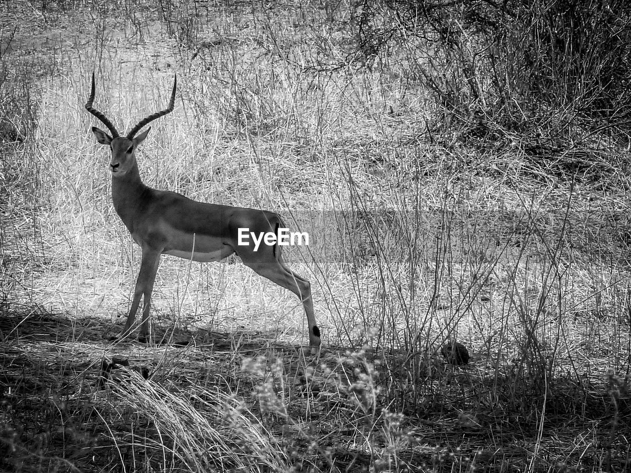 Antelope standing on field