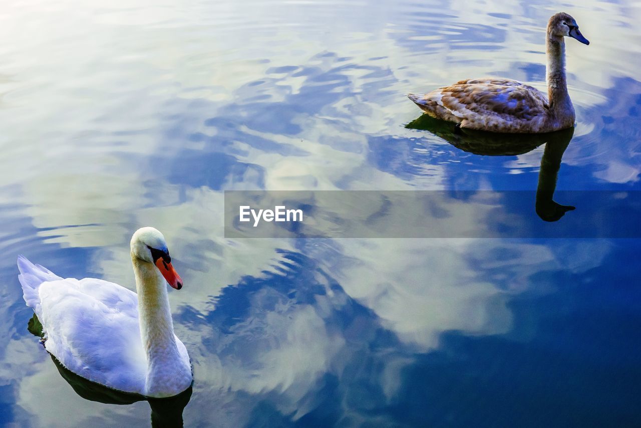 Swans on lake