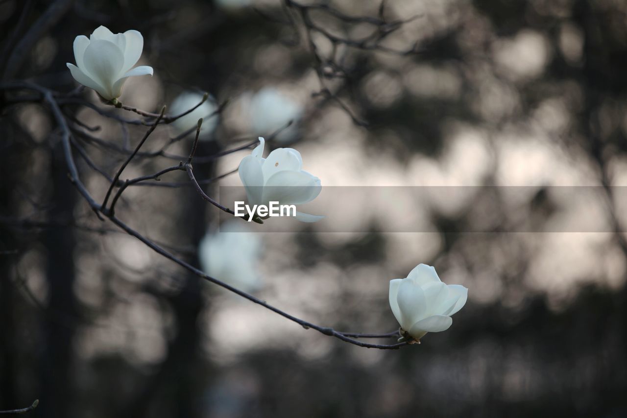 Close-up of white flowers