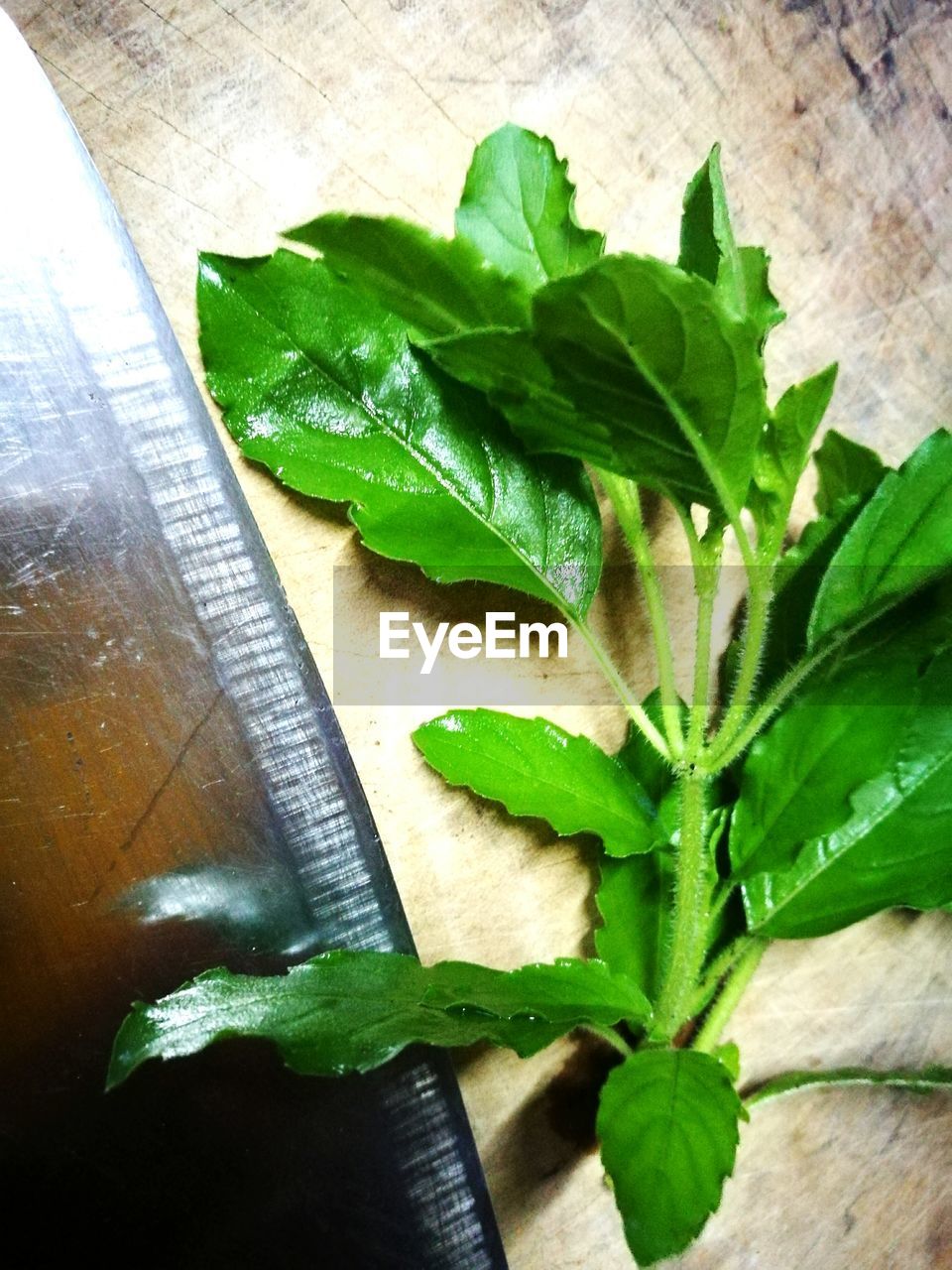 High angle view of leaf vegetables on table