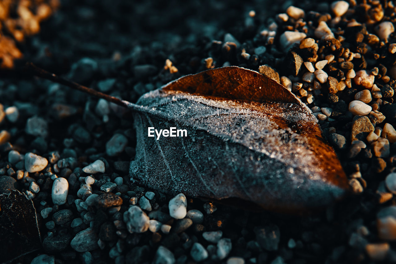 Close-up of pebbles in autumn