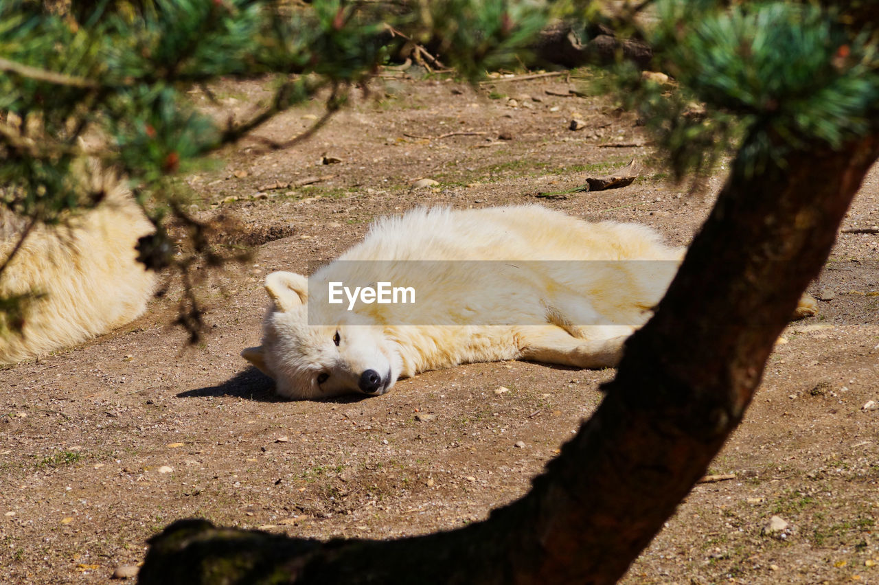 View of a wolf lying on land