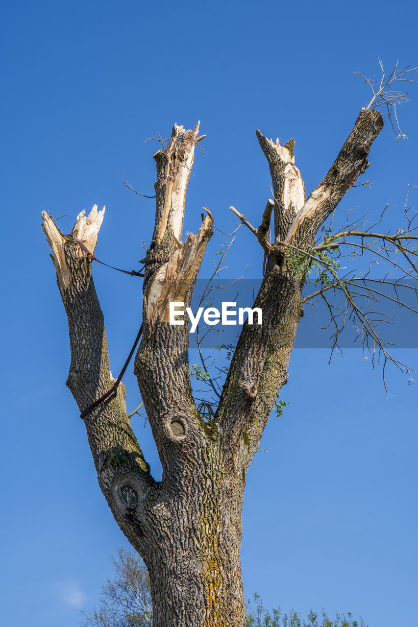 LOW ANGLE VIEW OF BARE TREE AGAINST CLEAR SKY