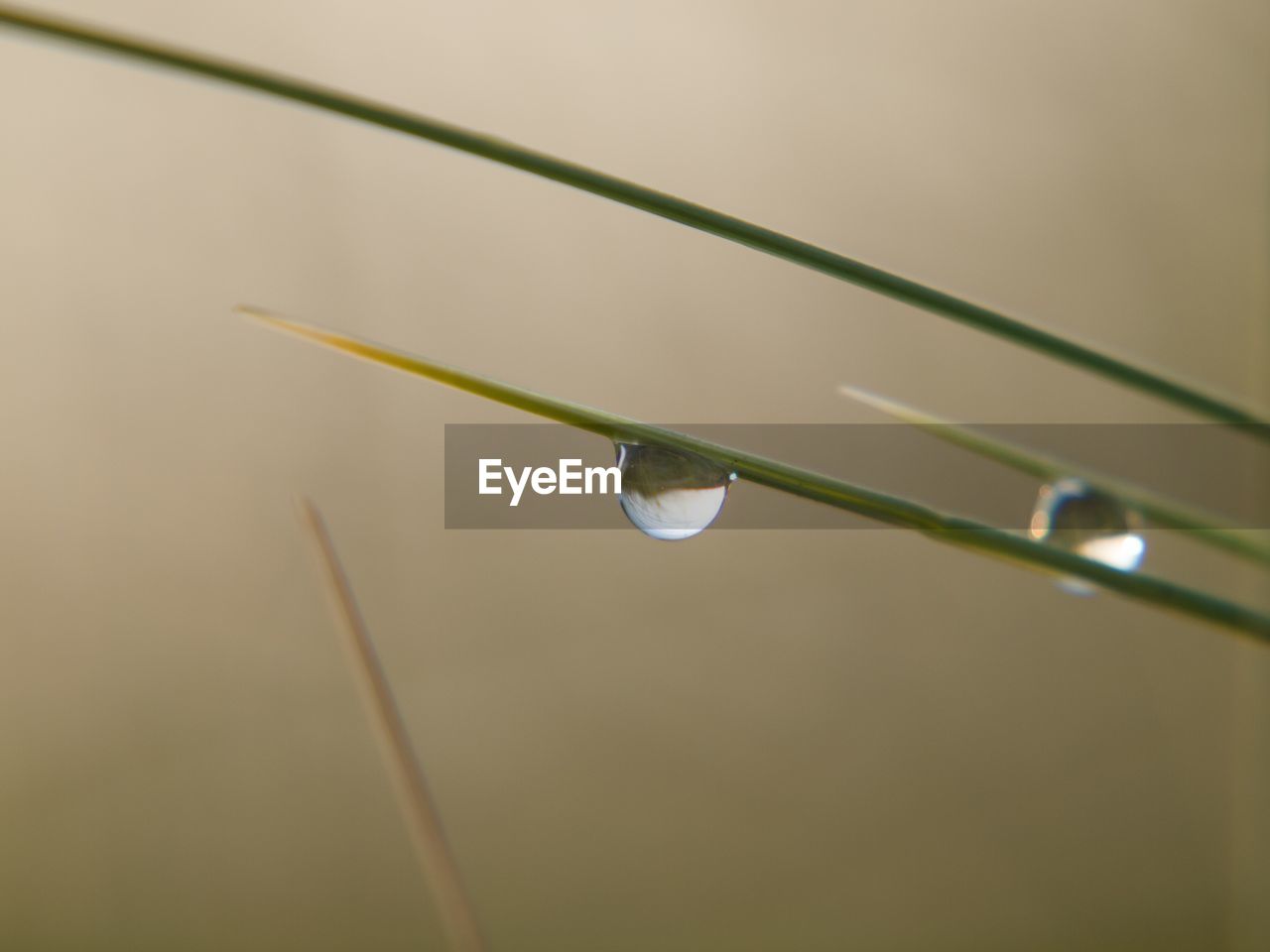 CLOSE-UP OF WATER DROPS ON PLANT