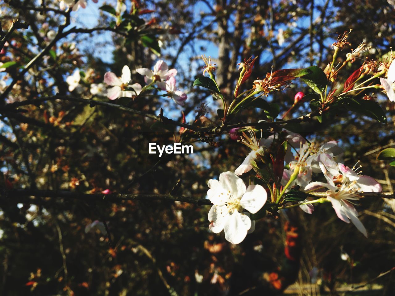 LOW ANGLE VIEW OF WHITE BLOSSOM