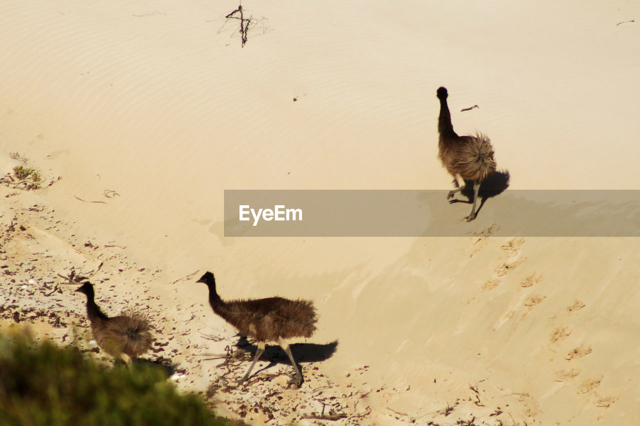 High angle view of birds at beach