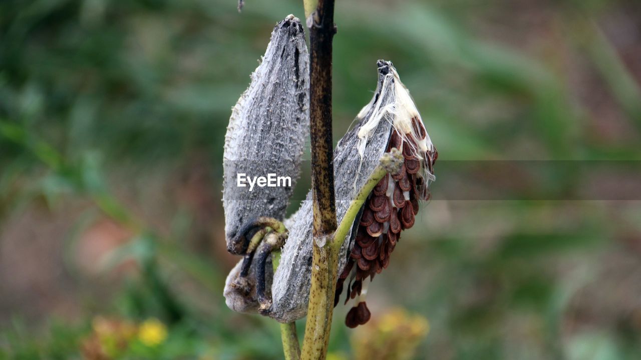 Close-up of plant with seed pods