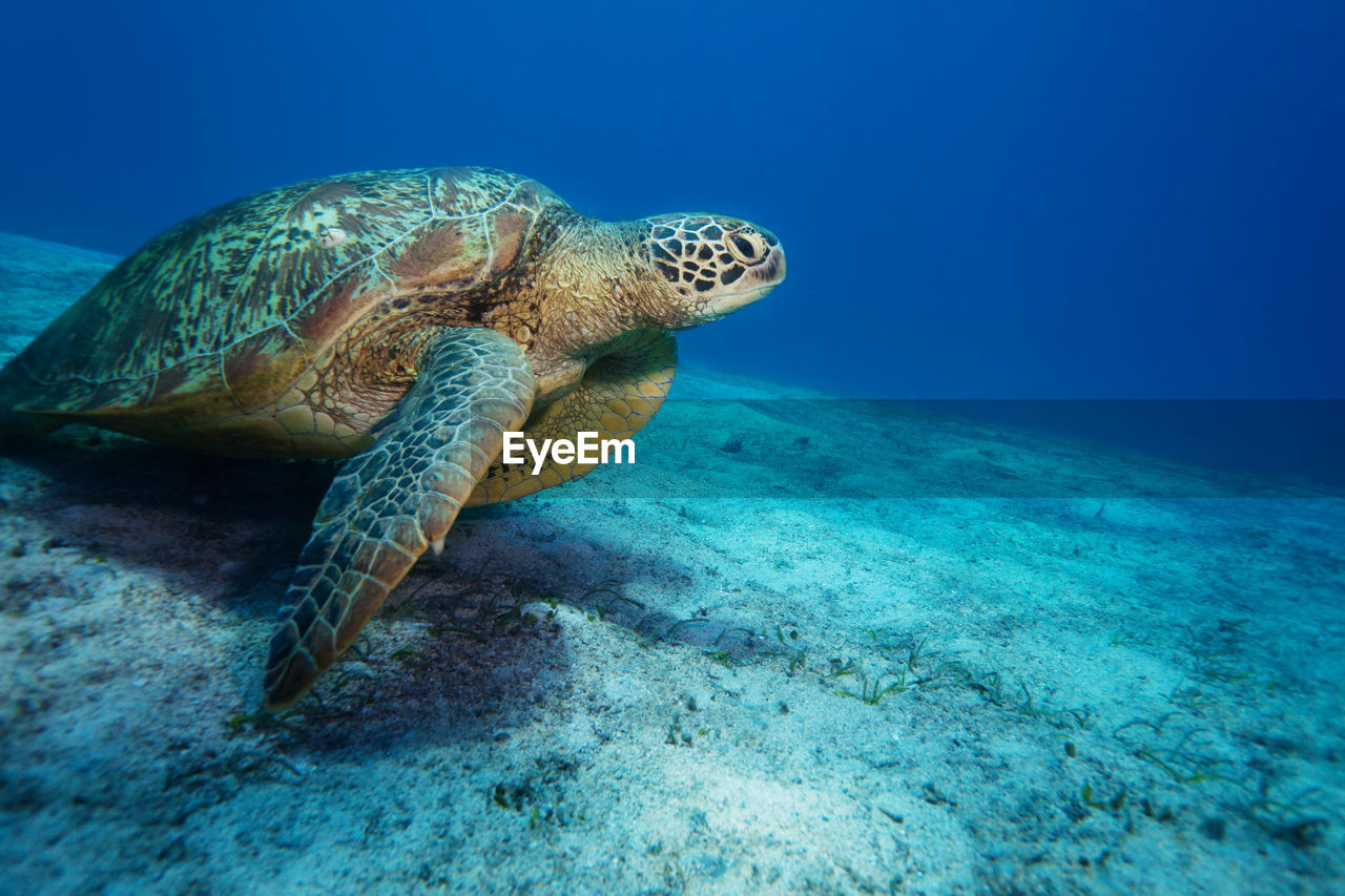 VIEW OF TURTLE SWIMMING