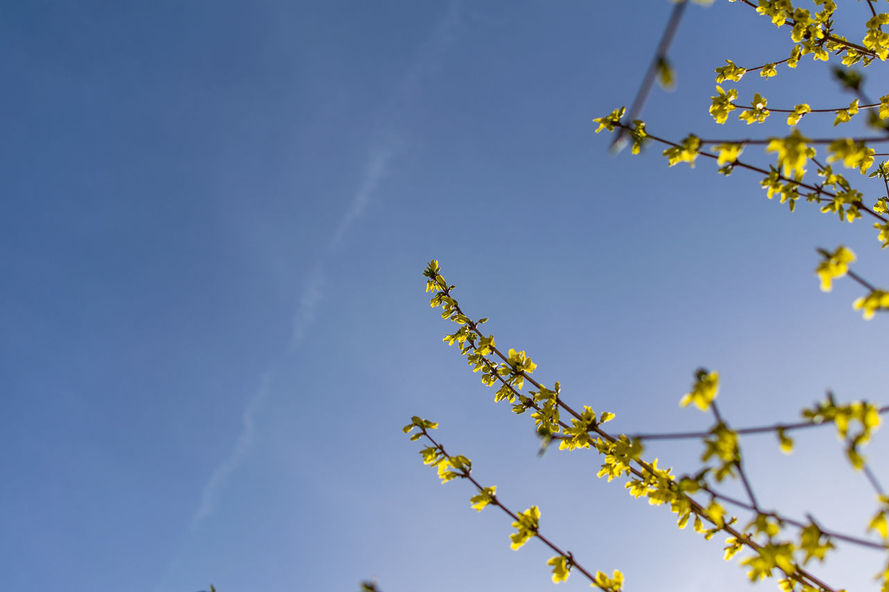LOW ANGLE VIEW OF FLOWER TREE AGAINST SKY