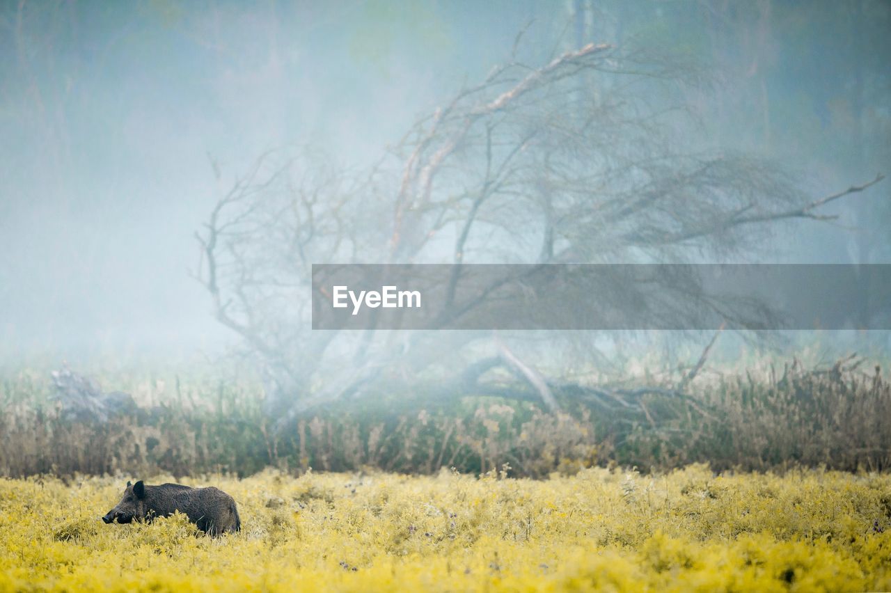 Pig standing amidst plants in forest during foggy weather