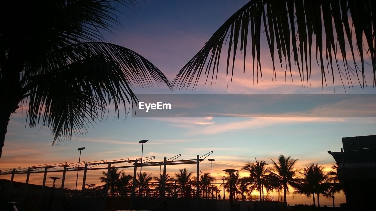 SILHOUETTE TREES AGAINST SKY DURING SUNSET