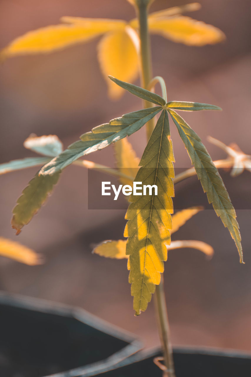 Close-up of yellow maple leaves