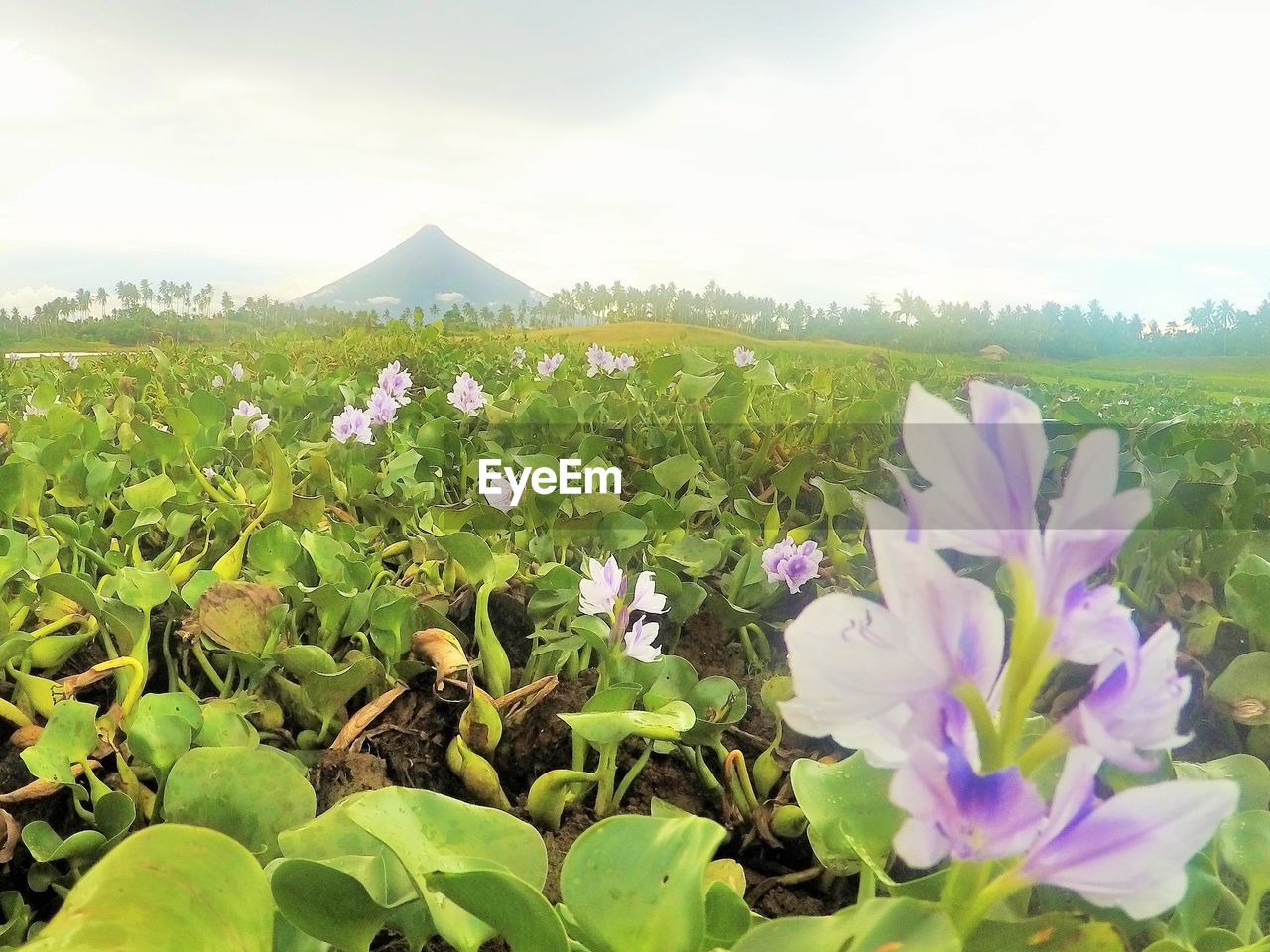 CLOSE-UP OF FLOWERS GROWING ON FIELD AGAINST SKY