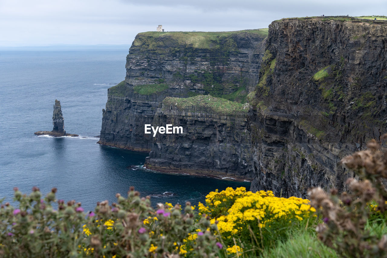 Cliffs of moher with flowers in foreground
