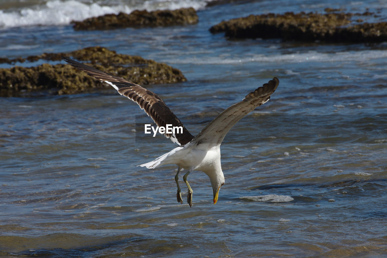 Kelp gull diving down towards seawater