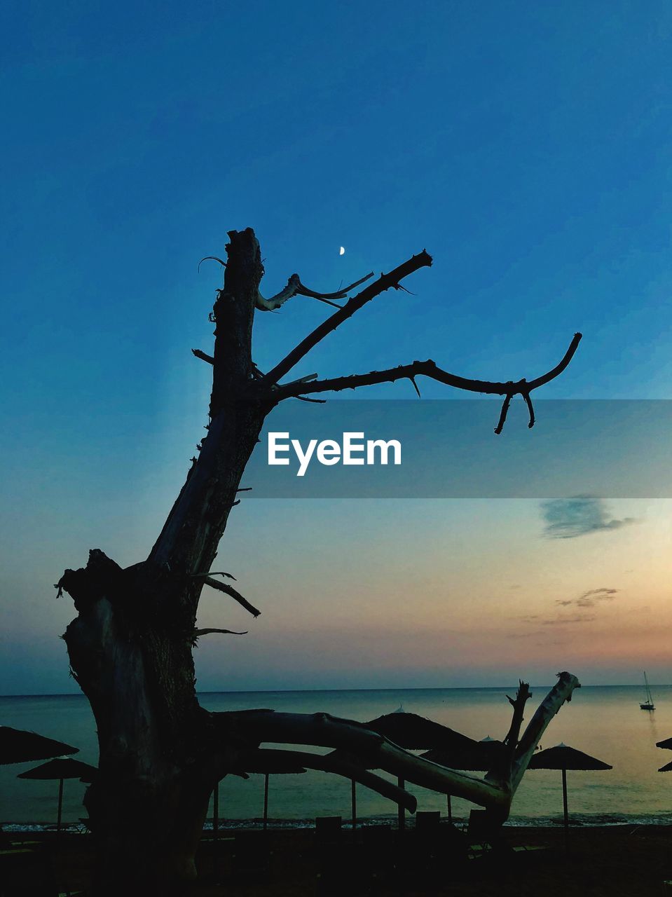 DRIFTWOOD ON TREE BY SEA AGAINST SKY