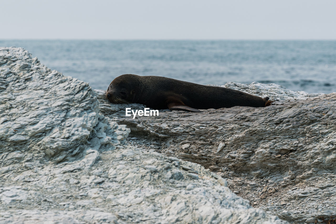 Scenic view of fur seal dozing by sea and rocks