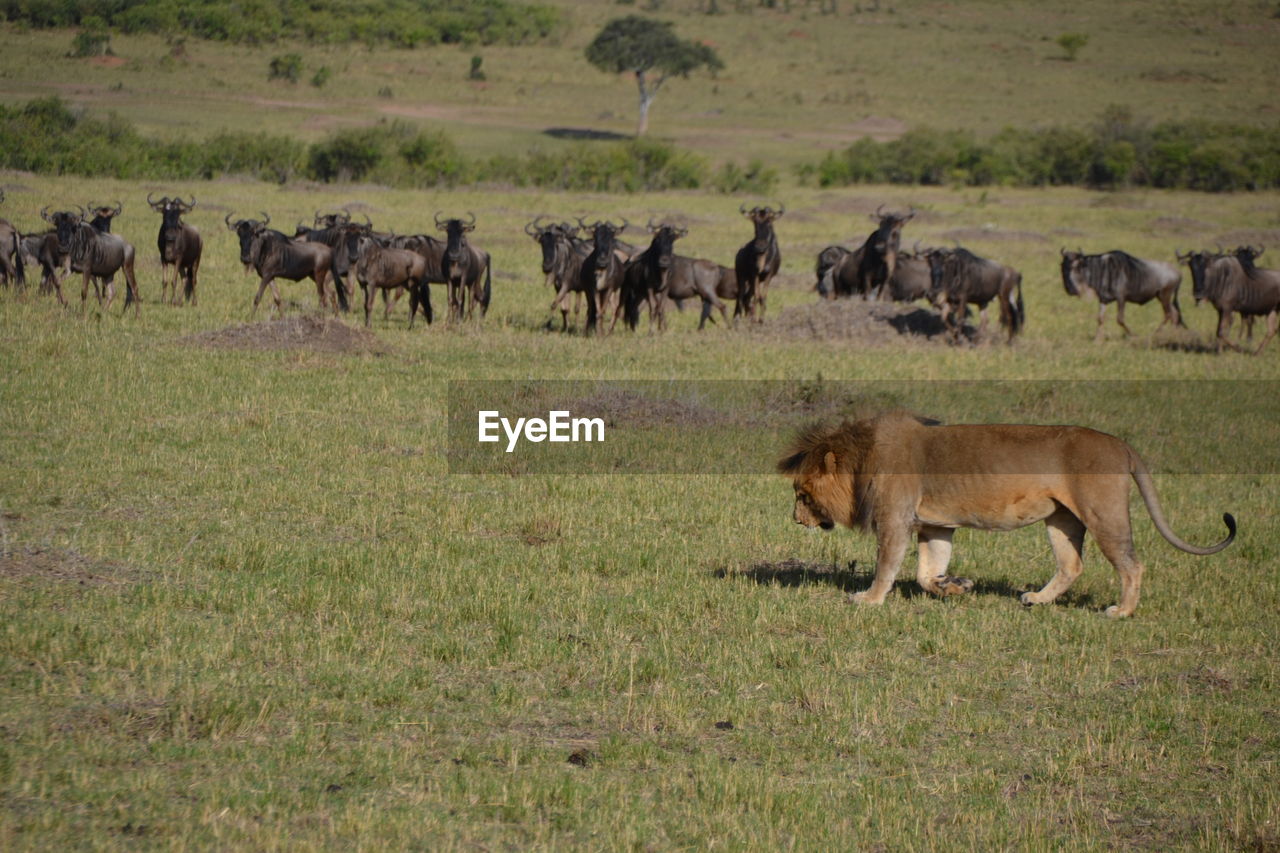 HERD OF SHEEP IN A FARM