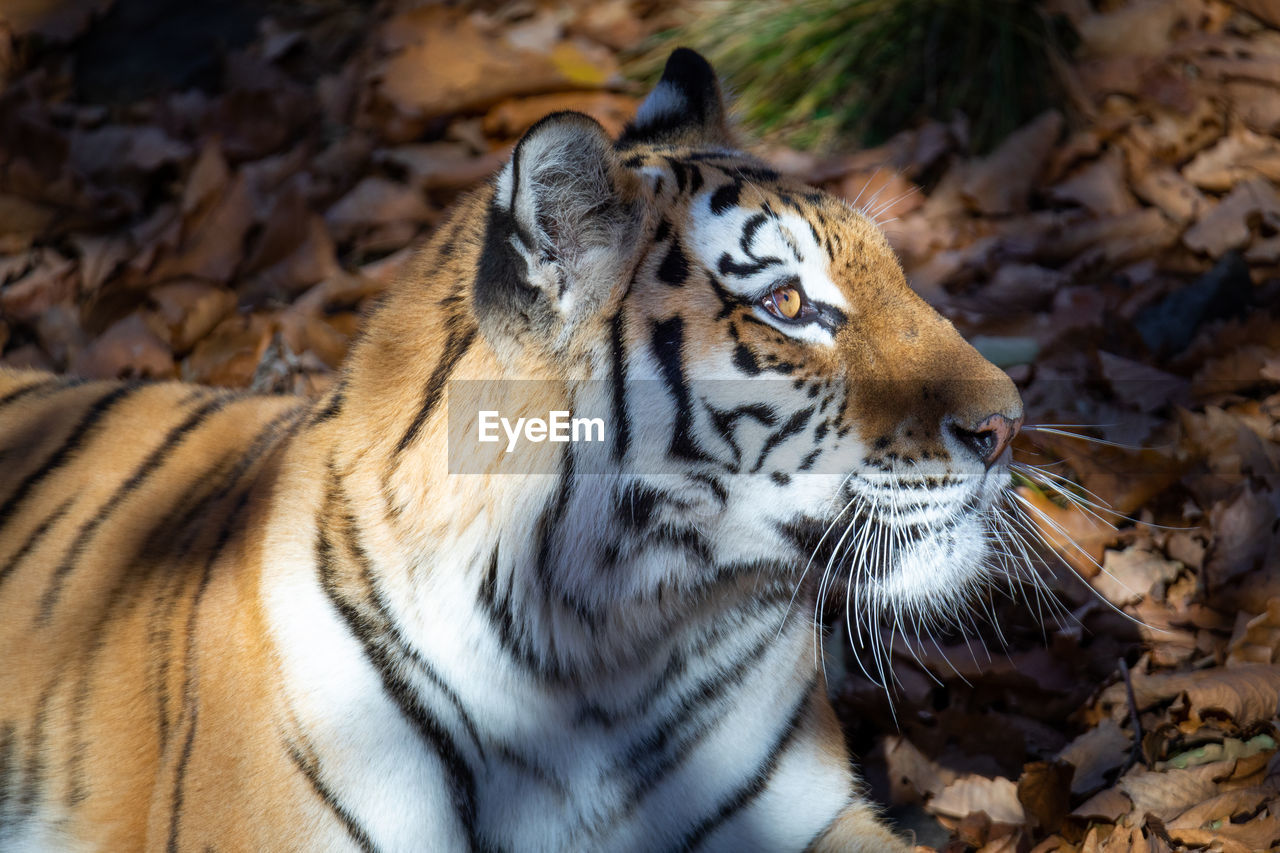 animal themes, animal, tiger, animal wildlife, mammal, big cat, feline, one animal, cat, wildlife, carnivora, zoo, nature, no people, animal body part, close-up, felidae, carnivore, striped, outdoors, portrait, looking, forest, focus on foreground, whiskers, animal head, day