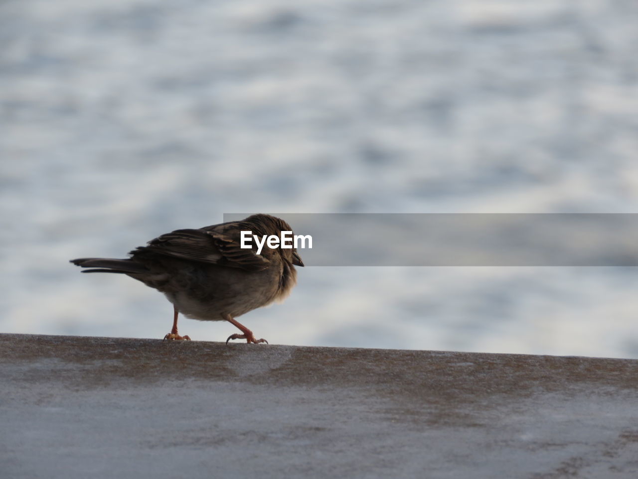 Close-up of bird on beach