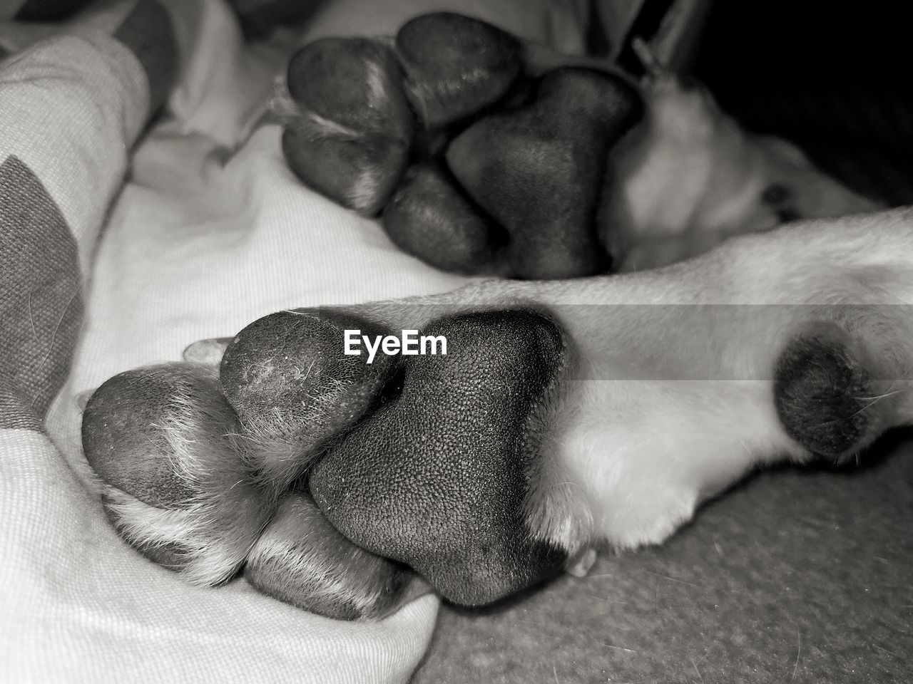 CLOSE-UP OF A DOG SLEEPING ON CARPET