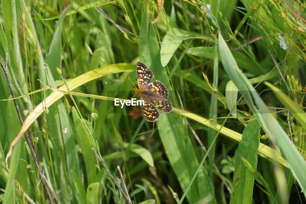 Close-up of butterfly on grass