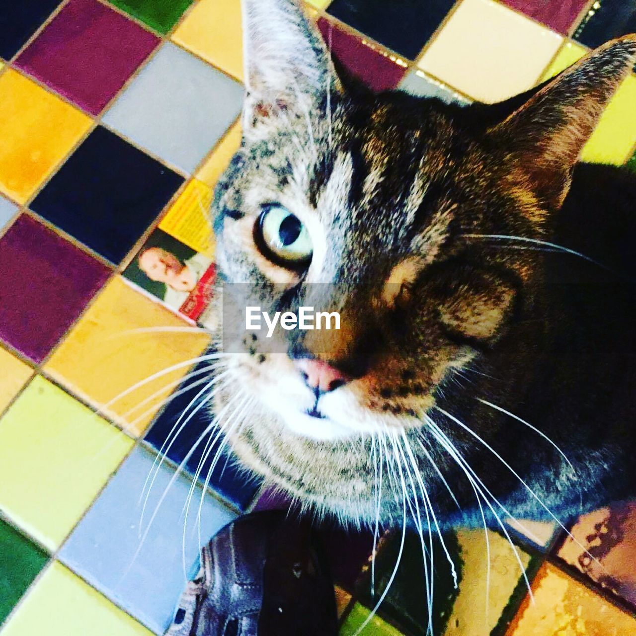 CLOSE-UP OF CAT LOOKING AT CAMERA