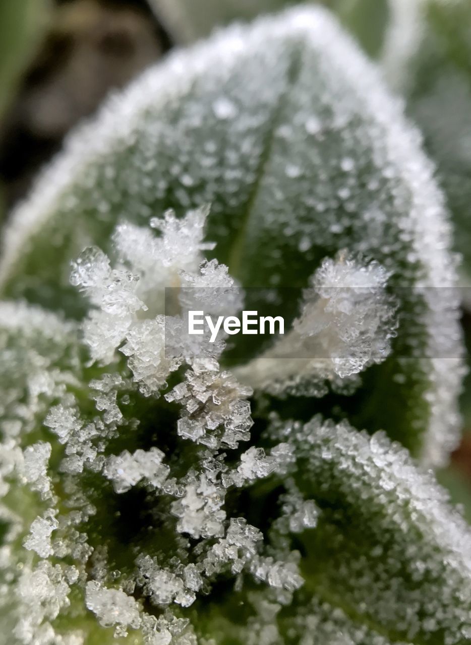 CLOSE-UP OF SNOW ON FLOWER