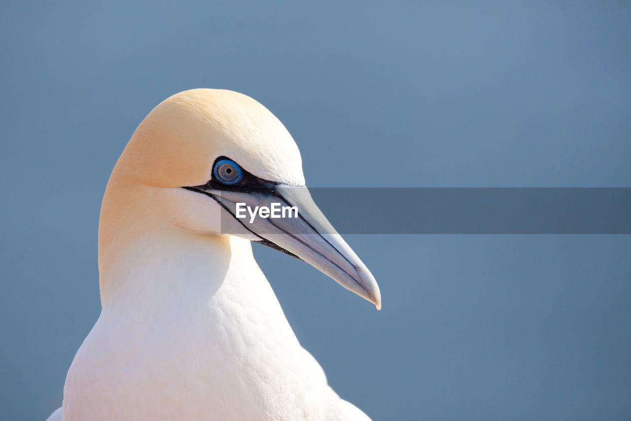 CLOSE-UP OF SEAGULL AGAINST CLEAR SKY