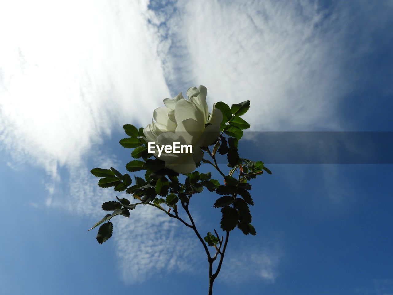 CLOSE-UP OF WHITE ROSE ON PLANT AGAINST SKY