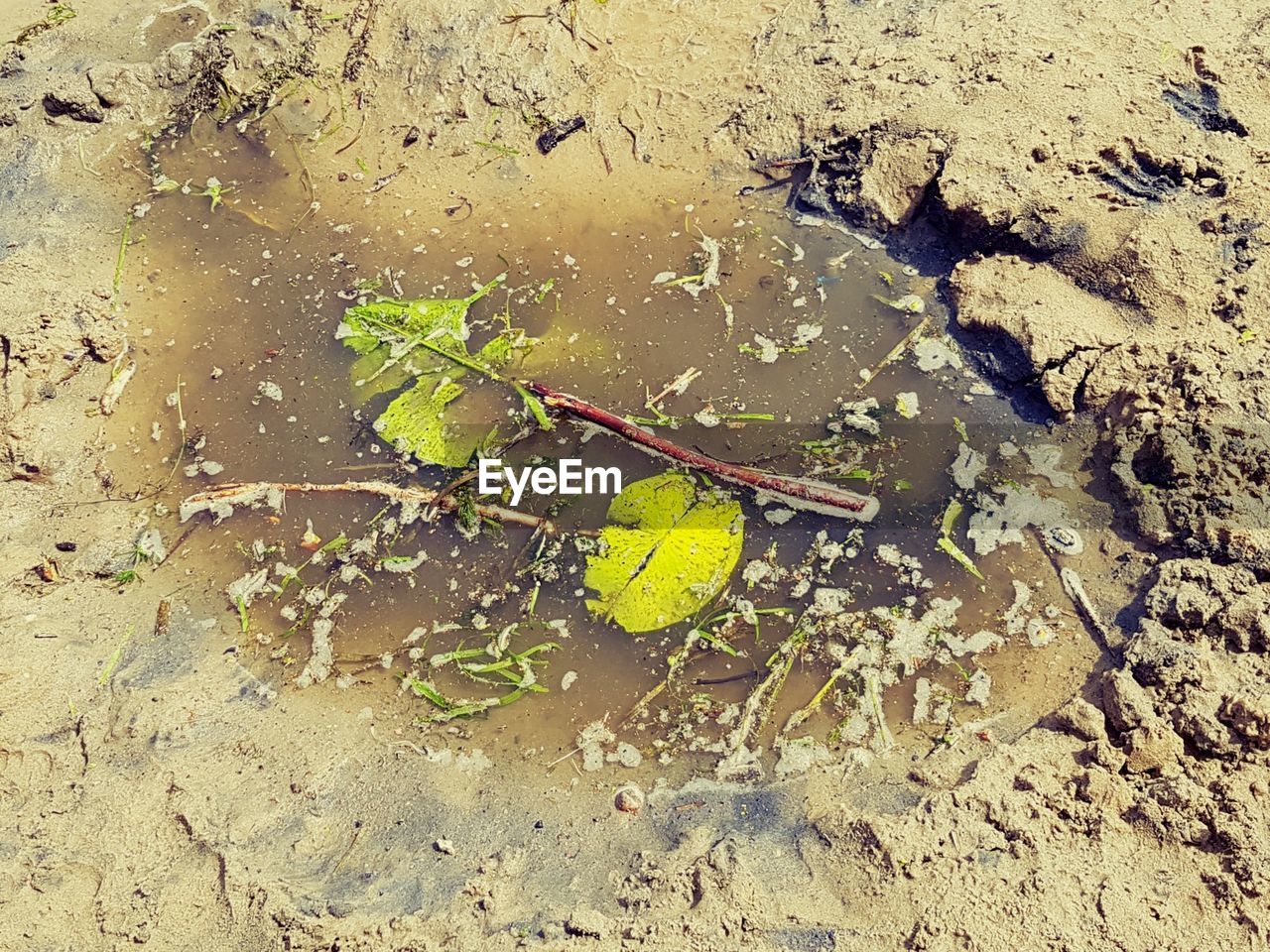 HIGH ANGLE VIEW OF PUDDLE IN AUTUMN