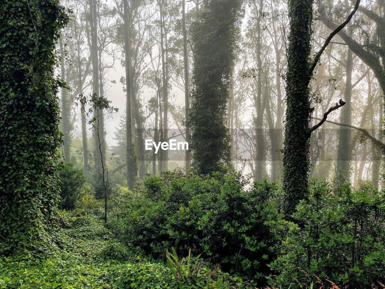 Pine trees in forest