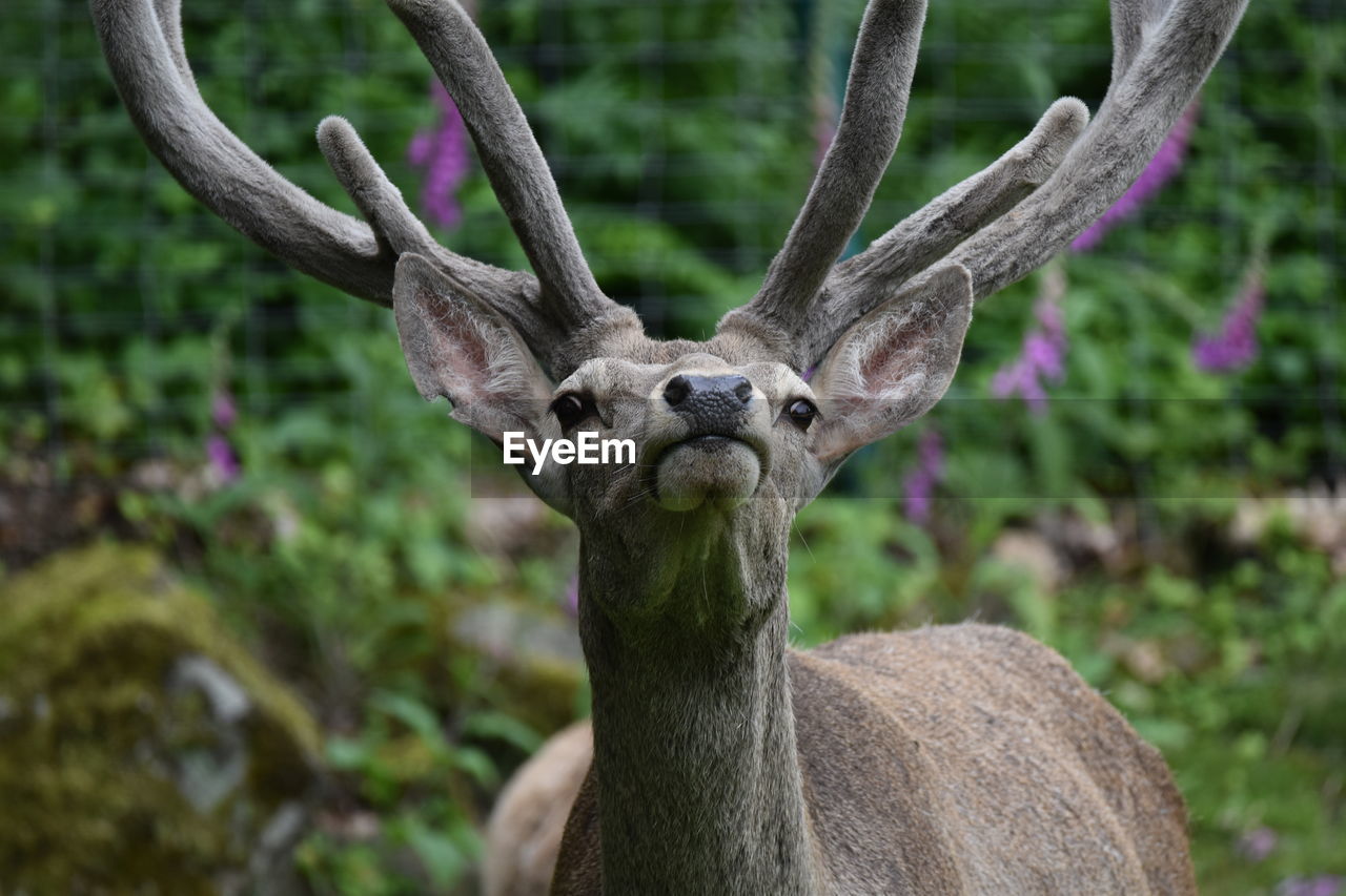 Close-up portrait of deer