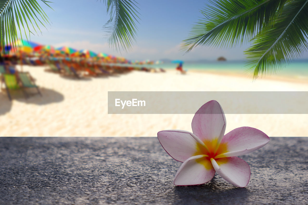 Plumeria flowers are laid on cement floors with a coconut leaf background and blurred beach.