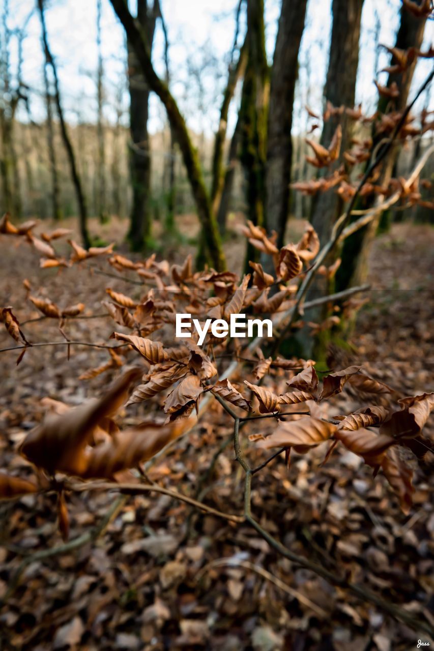 Close-up of tree in forest during autumn