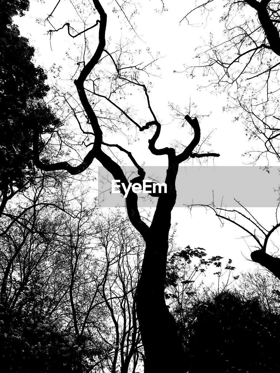 LOW ANGLE VIEW OF SILHOUETTE TREE AGAINST SKY