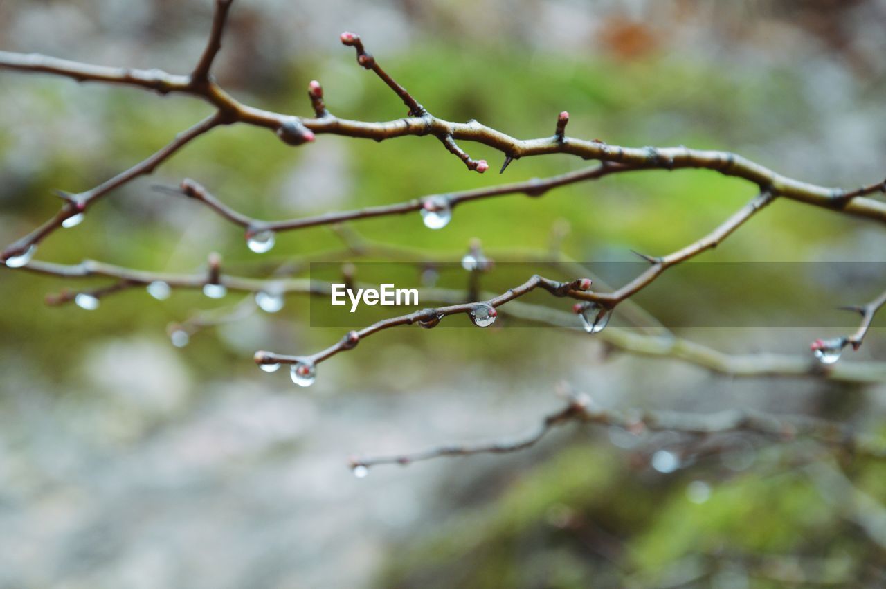 Close-up of water drops on twigs