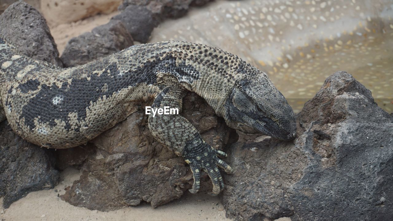 Close-up of lizard on rock