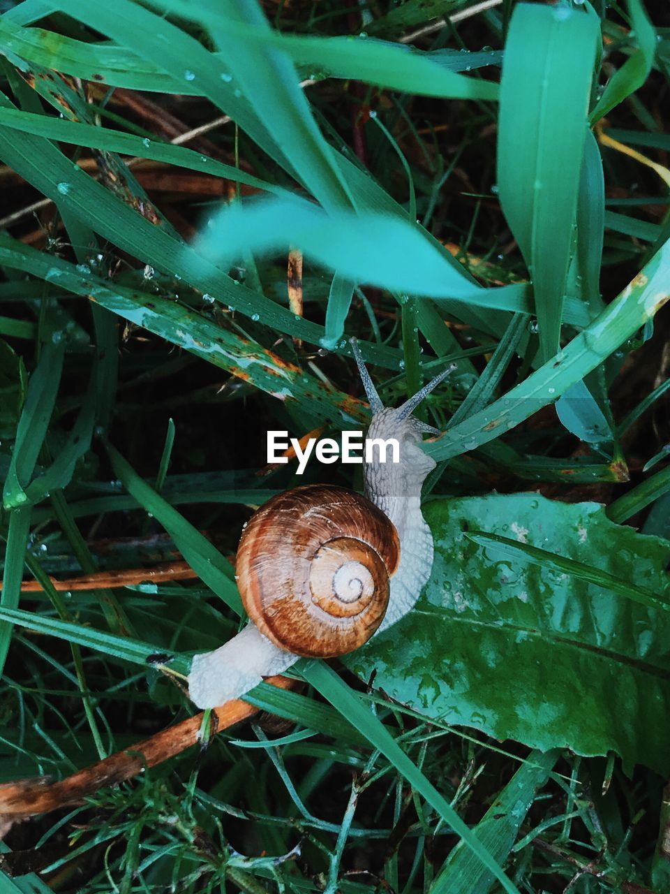 High angle view of snail on plants