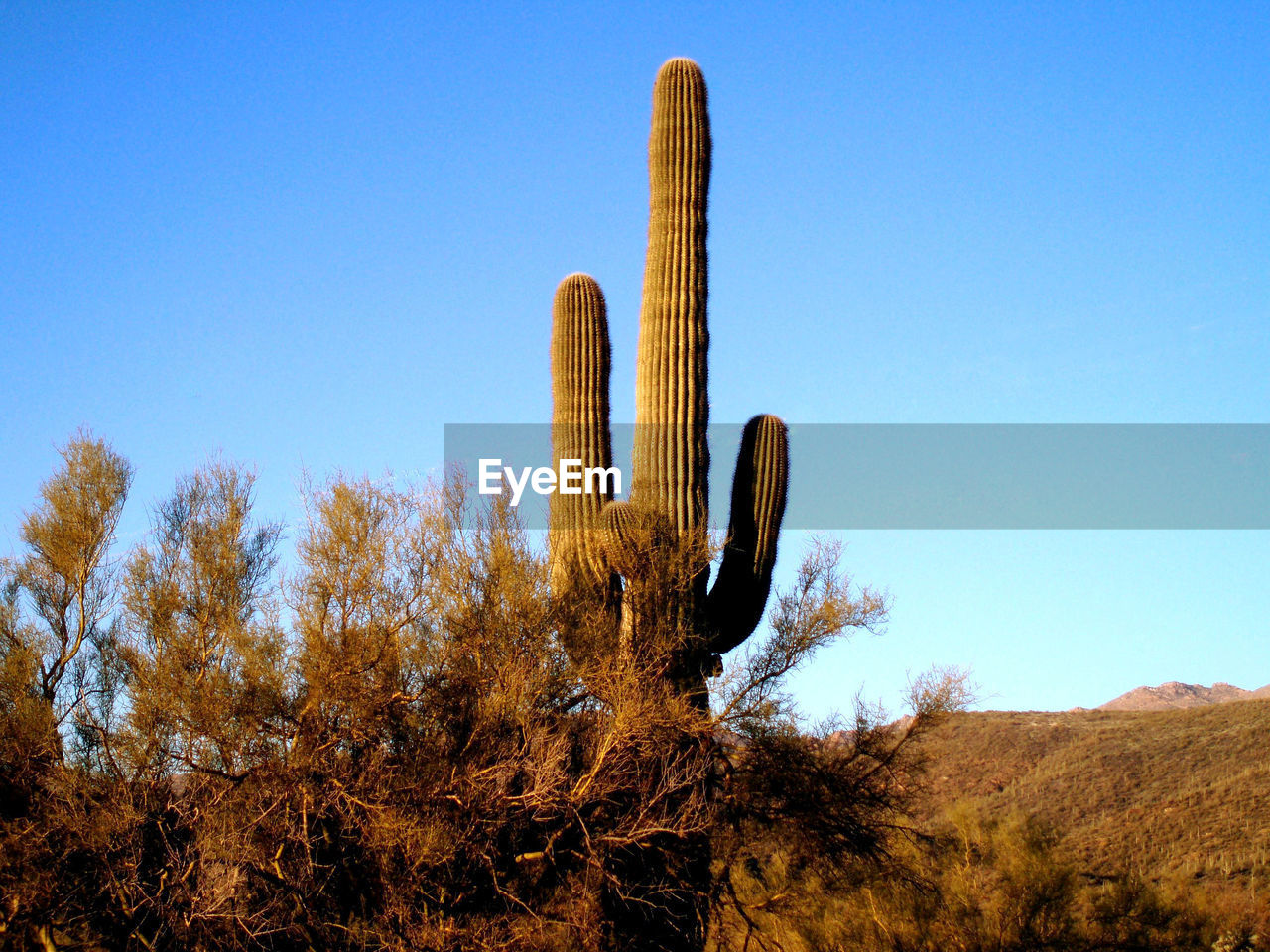 Saguaro cactus on field against clear blue sky
