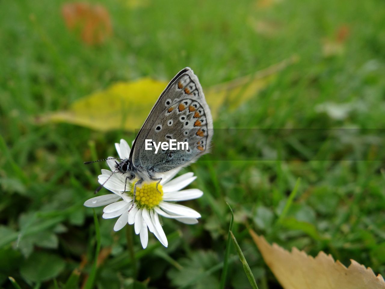 Close-up of butterfly pollinating on flower