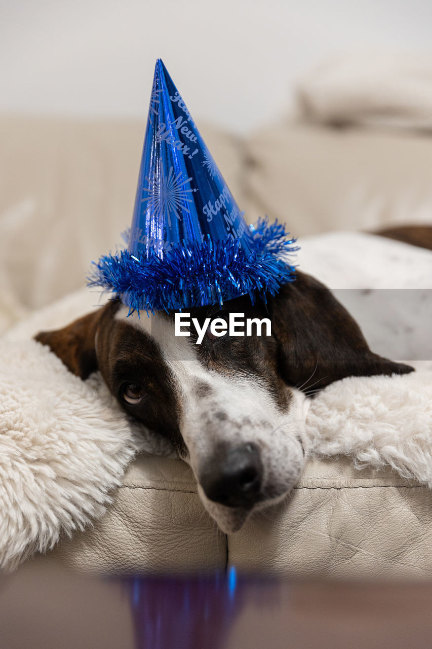 mammal, animal, animal themes, one animal, domestic animals, pet, canine, dog, blue, celebration, white, close-up, portrait, puppy, christmas, no people, holiday, hat, fun, party hat, pet clothing, indoors, clothing